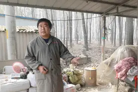 农村养殖用中药也能给鹅治咳嗽？只这三样东西，立马见效视频封面