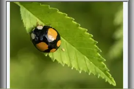 微距摄影；瓢虫在碧绿的草叶上荡来荡去像红色的明灯「摄影原创」图片