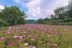 陕西陇县千亩芍药花海进入最佳观赏期图片