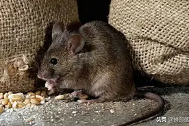 臭水沟中的老鼠，为啥总是又大又肥？不得不说，老鼠真有自知之明图片