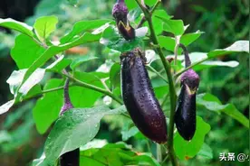 老话常说“秋败茄子似毒药，秋败丝瓜胜良药”是啥意思？有道理吗图片