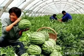 同样是西瓜，在中国随便吃，在日本不敢尽情吃，在美国则是不敢吃图片