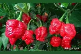 龙息辣椒：世上无人敢吃，堪称舌尖上的核弹，它的存在有何意义？图片