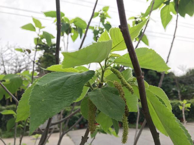 构树果实药用价值是什么（果实可补肝肾）