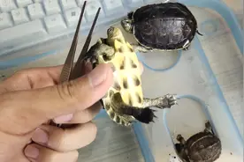 乌龟不吃食物有这5种原因，逐一分析原因后，才能更好地解决问题图片