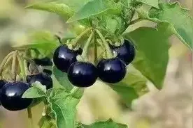 40种野果，满满都是儿时的味道图片