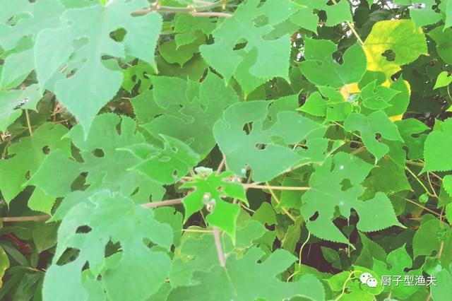 构树叶，在养殖中的利用，如何变废为宝