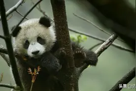 又一部纪录片出圈了！豆瓣高达9.4，40多分钟一集真的不够看图片