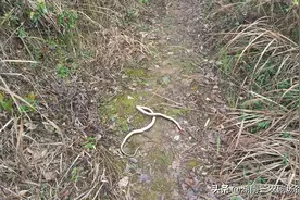 湖南永州农村有许多蛇被打死了，为什么啊图片