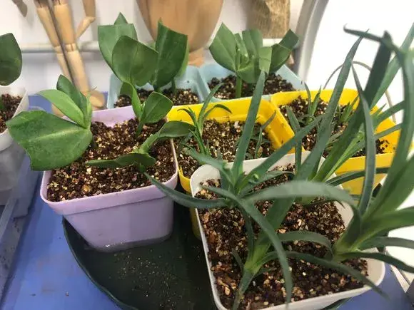 康乃馨注意5点，枝繁叶茂，花朵稠密，四季开花不断，美翻天