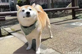 干货来啦，柴犬容易得什么病？小编为你解答图片