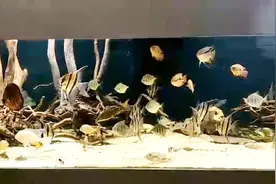 土豪鱼缸，神仙鱼体长超过20厘米，看到水族箱有画眉鱼，我也想养视频封面