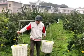 赤山镇爆汁桔柚，大山里的水果，咬一口满嘴爆汁图片