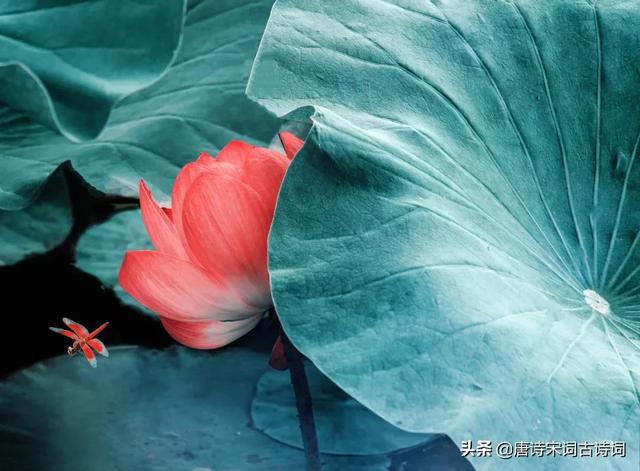 古诗词里的小暑节气