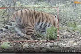 放虎归山后，“完达山一号”首次“亮相”图片