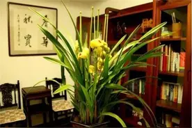 5种花“不吉利”，即使喜欢也不要养在“室内”，快搬出去图片