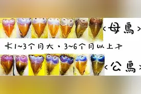 虎皮鹦鹉怎么区分公母，图文解说，包涵全部成长周期图片！必看！图片