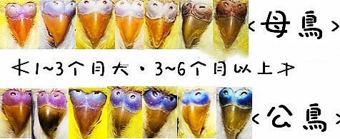 虎皮鹦鹉鱼鳞和珍珠图片