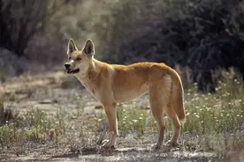是独特物种还是普通野狗？一场关于澳洲野犬的身份认定之争图片