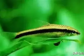 13位草缸除藻小能手，很多颜值也不输观赏鱼图片