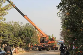 这五类苗木行情的背后，反映出市场的变化与趋势图片