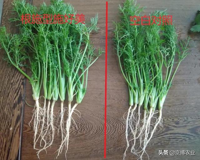 根系养的好，高产跑不了！生根养根，一步解决