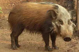 男子将家猪和野猪一起养野猪被家猪教训，镜头拍下全过程！图片