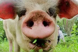 顽强挺过“5•12”，14岁猪坚强“寿终正寝”，相当于人类的百岁，遗体已暂时做冰冻处理，博物馆拟制成标本图片