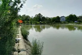 坑塘钓鲤鱼配方，香腥结合针对大鲤鱼图片