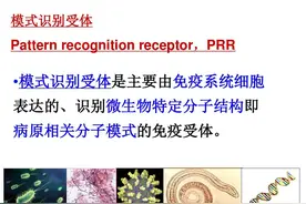 研究方向看乙肝新药，从TLR7到TLR8激动剂，理解此类靶点设计原理图片