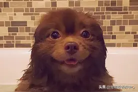 博美犬因体型过大被丢弃，被领养后竟可爱的像只小熊图片