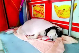 泰国金店被抢劫，看门二哈怂到“装死”秒睡：别搞我，我是无辜的图片