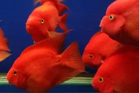 饲养鹦鹉鱼也需要养功？是的，否则永远没有状态、也不会红图片