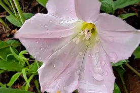村里山坡上的藤长苗花开了，你看它像什么花呢图片