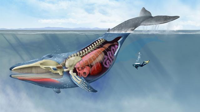 藤壶长在海龟身上会不会疼（海洋中遭人唾弃的藤壶）