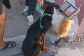 狗狗因为爱吃肉，被送上狗肉车，大姐：没空喂它，不然不会那么瘦图片