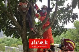上课铃声响了，这个桂林小男孩却还“挂”在树上图片