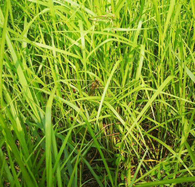 秋虫是什么虫子（带你分清这两个秋天鸣叫的小伙伴）