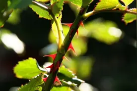 深度解读：花椒刺、月季刺到底算不算完美的刺？图片