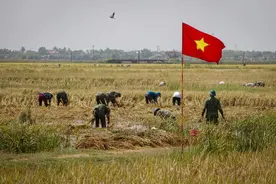 越南出现罕见场景：人民军帮农民收割庄稼，社会主义全民应对危机图片