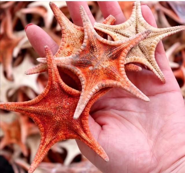 为什么广东人喜欢燕窝和花胶 为什么广东人喜欢燕窝和花胶的味道