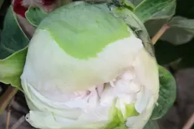 世间多少情，一梦已千年图片