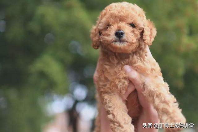 影响犬猫皮毛的营养因素蛋白质、氨基酸、脂肪酸、矿物质、维生素