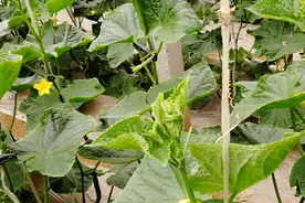 黄瓜花打顶，没有头，产量低？教你几招，快速恢复产量！视频封面