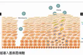 HPV与宫颈癌有什么关系？派特灵派特生物科普图片