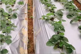 江苏盐城地区大棚草莓开花结果期田间管理技术图片