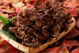 舞茸怎么吃，需要焯水吗，舞茸不适合什么人群图片