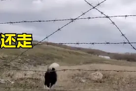 内蒙古一姑娘遛边牧遛到俄罗斯，网友：一不小心出了趟国图片