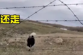 内蒙古一姑娘遛边牧遛到俄罗斯，网友：一不小心出了趟国图片