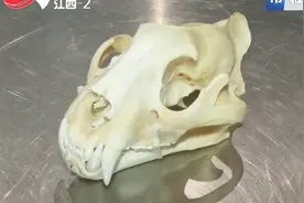 包里有个虎头骨 旅客违规带入境被查获